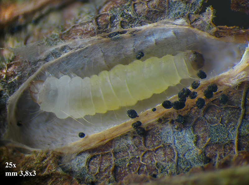 Phyllonorycter su ontano con parassitoidi